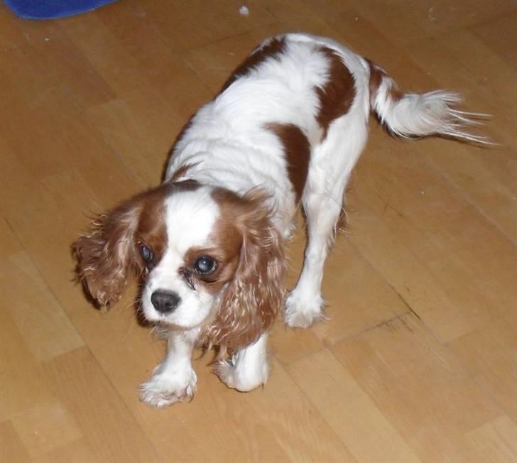 Cavalier king charles spaniel Jessica <3 Min Engel<3 billede 2