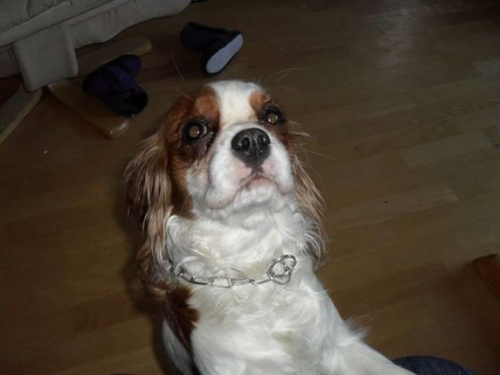 Cavalier king charles spaniel Jessica <3 Min Engel<3 billede 3