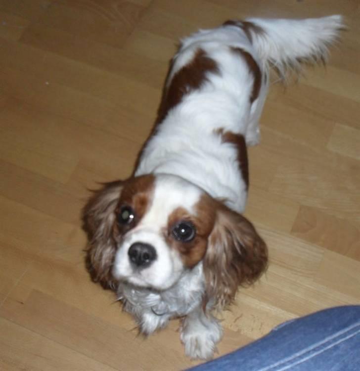 Cavalier king charles spaniel Jessica <3 Min Engel<3 billede 4