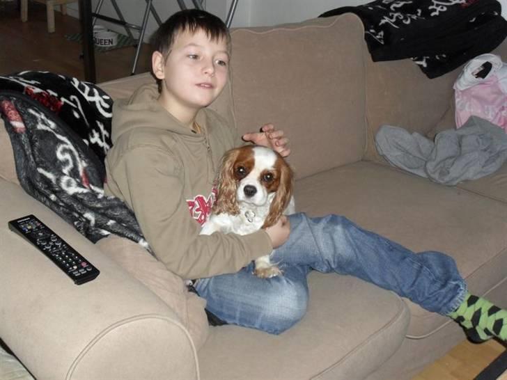 Cavalier king charles spaniel Jessica <3 Min Engel<3 billede 5