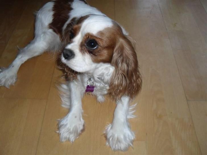 Cavalier king charles spaniel Jessica <3 Min Engel<3 billede 6