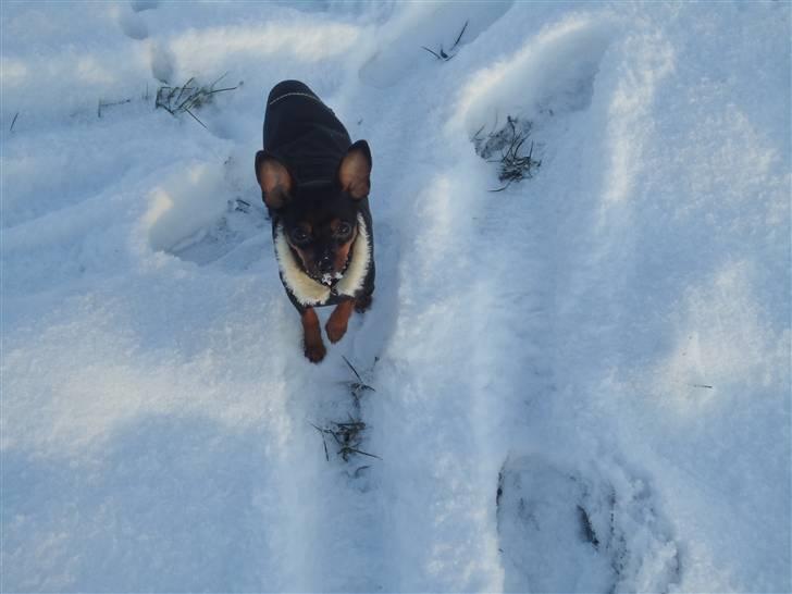 Blanding af racer Kia - 6 måneder billede 12