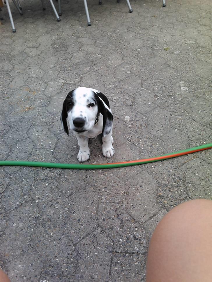 Blanding af racer Pyrus! :D - Welkommen til pyrus´s profil :) håber at I vil nyde ham lige så meget som jeg gør :) billede 1