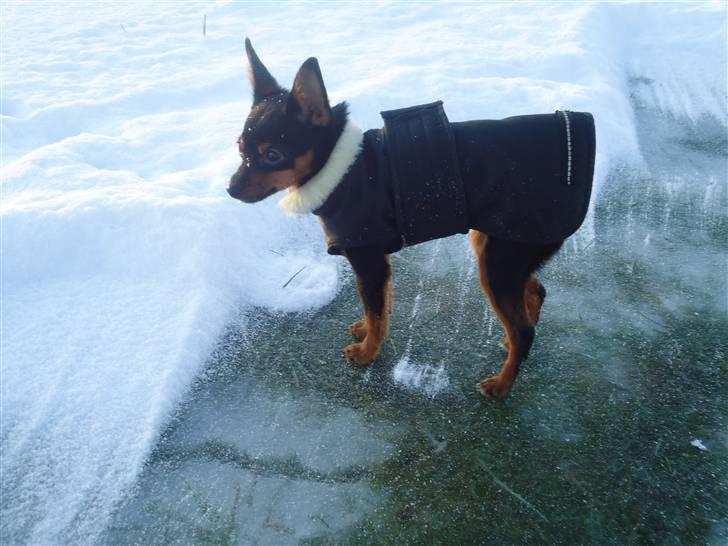 Blanding af racer Kia - 6 måneder - med ude og skøjte :)  billede 13