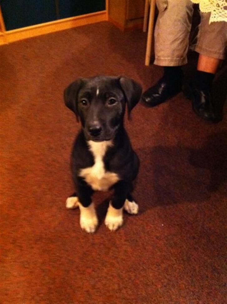 Blanding af racer Amanda billede 7