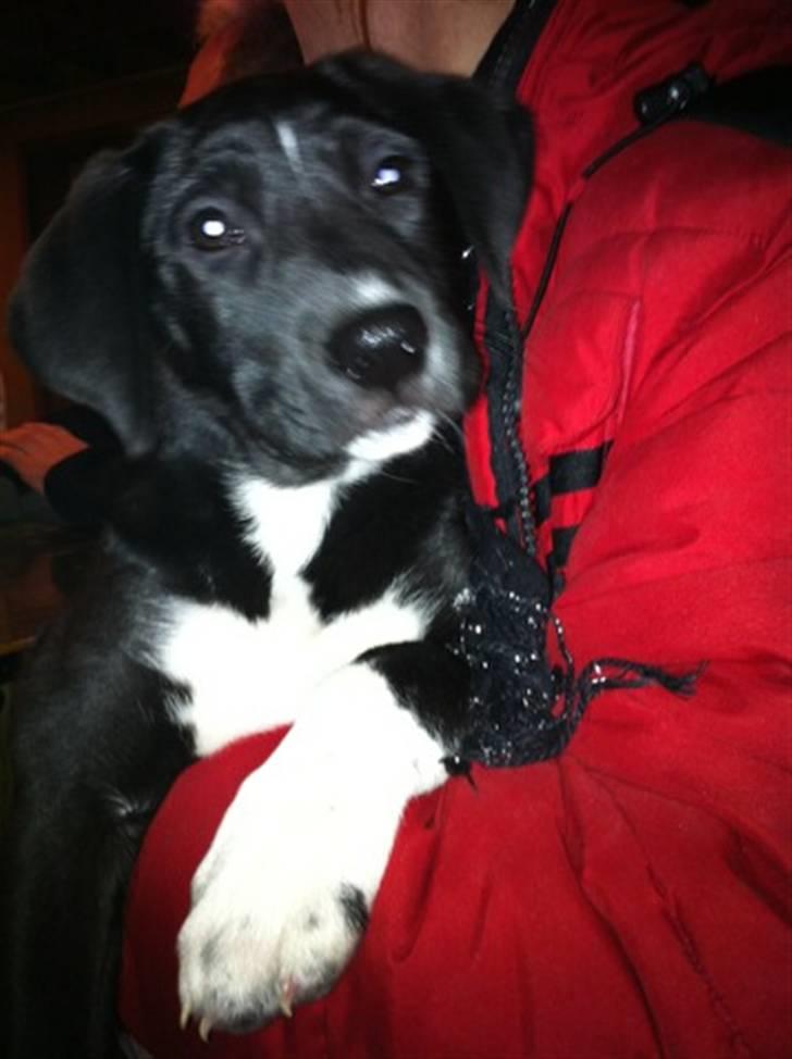 Blanding af racer Amanda billede 8