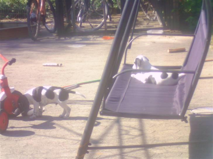 Blanding af racer Pyrus! :D - Pyrus der ligger og soler sig :D billede 2