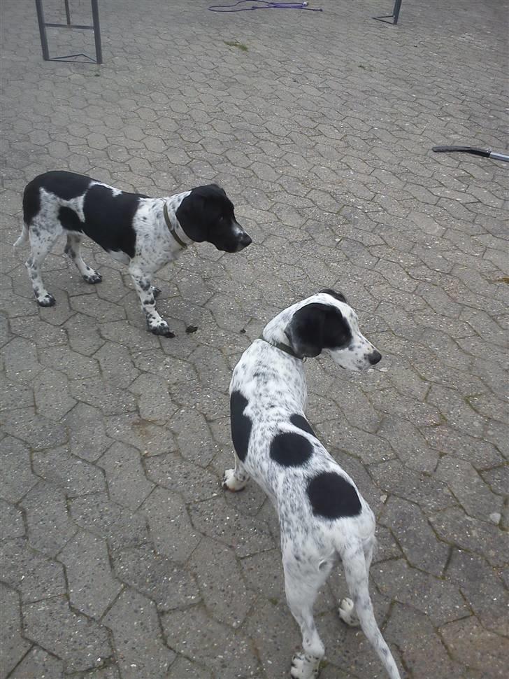 Blanding af racer Pyrus! :D - Pyrus sammen med sin bror Smut ;) billede 3