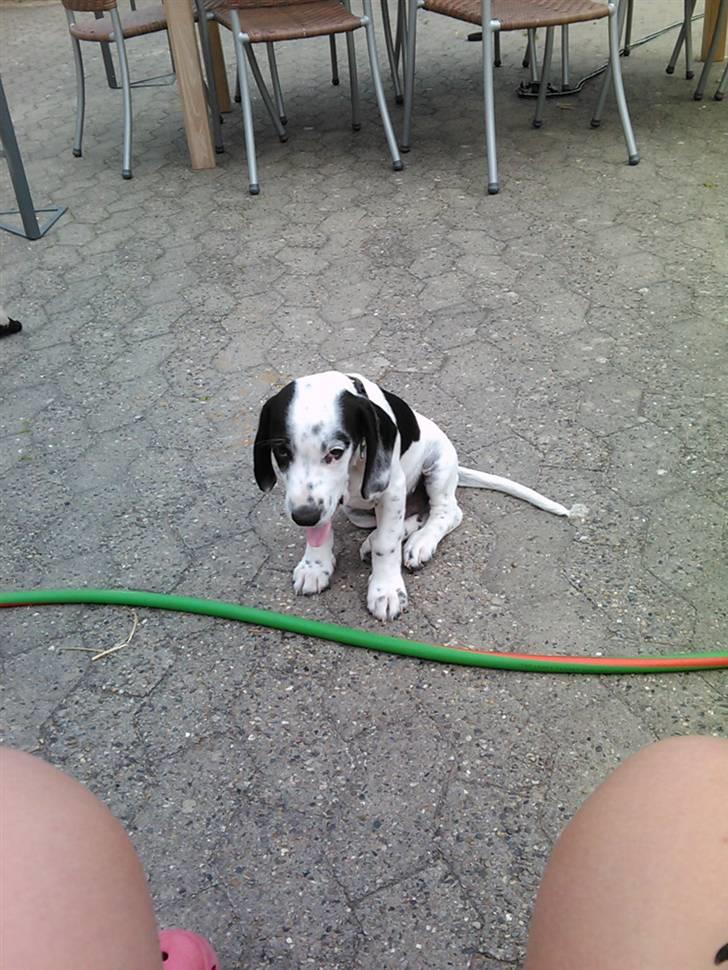 Blanding af racer Pyrus! :D - Pyrus som lille hvalp fra i sommeres :) billede 4