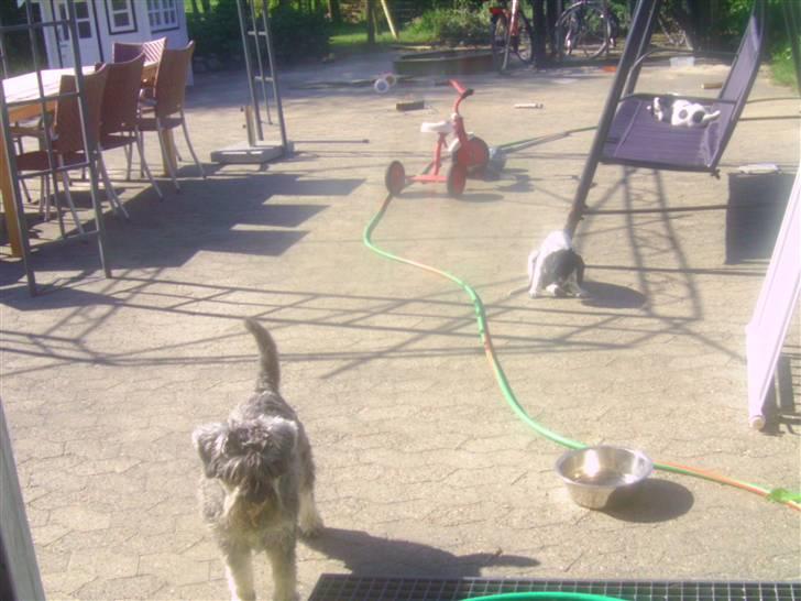 Blanding af racer Pyrus! :D - Pyrus soler sig, Smut vasker sig & Neno vil ind :P billede 5