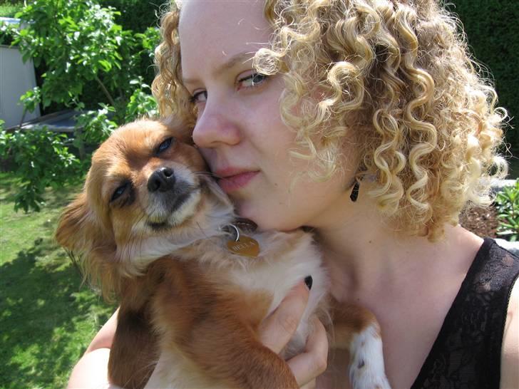 Chihuahua Bella billede 19