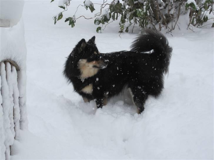 Finsk lapphund Kello Xila:D Love Ya<3 - jul 2010 billede 15