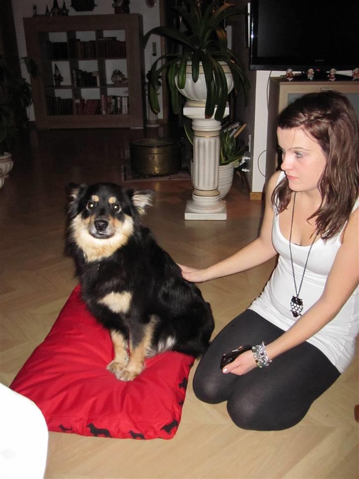 Finsk lapphund Kello Xila:D Love Ya<3 - jul 2010 billede 16