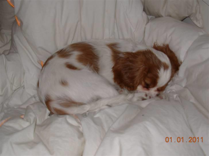 Cavalier king charles spaniel Noma billede 2
