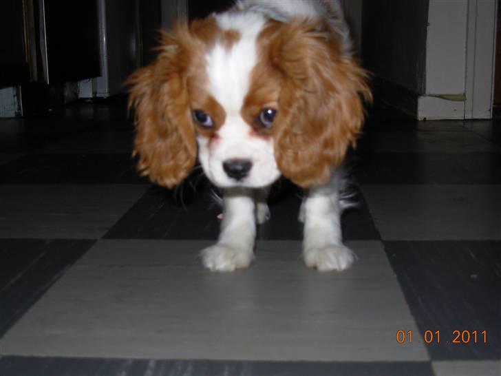 Cavalier king charles spaniel Noma billede 3