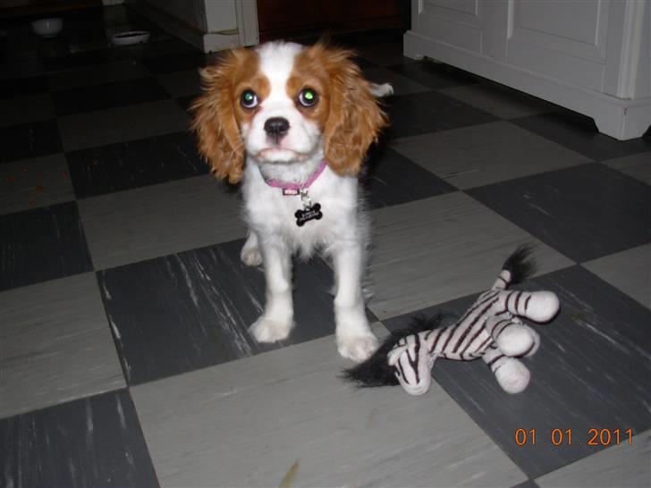 Cavalier king charles spaniel Noma billede 4