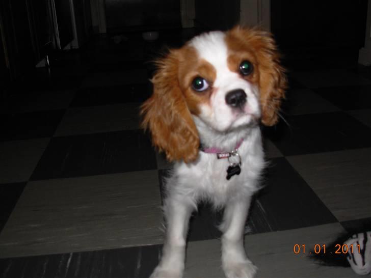 Cavalier king charles spaniel Noma billede 5