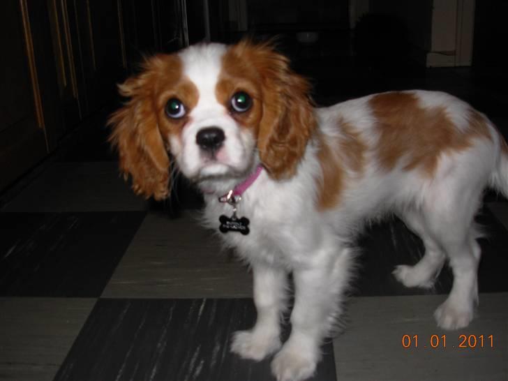 Cavalier king charles spaniel Noma billede 6