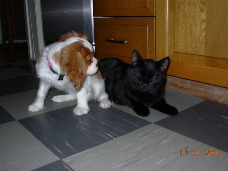 Cavalier king charles spaniel Noma billede 7