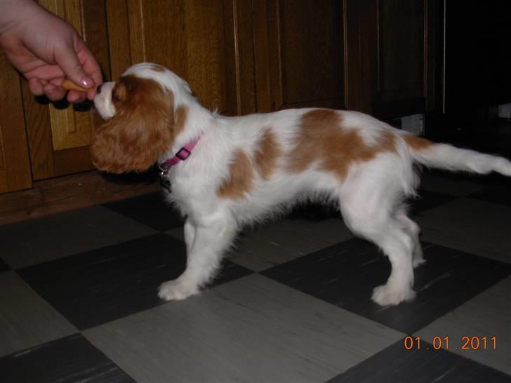 Cavalier king charles spaniel Noma billede 8