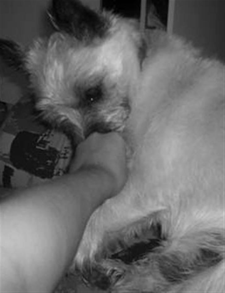 Cairn terrier Oliver *RIP* - Velkommen til Olivers profil! :-) billede 1
