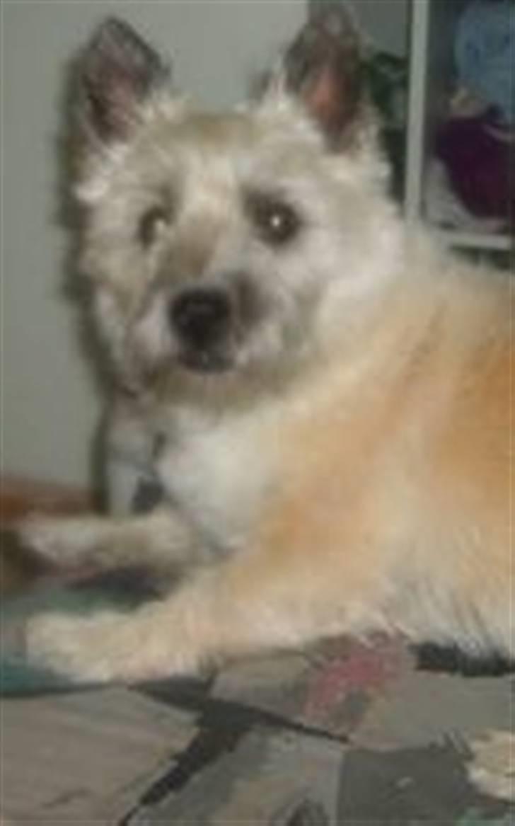Cairn terrier Oliver *RIP* - THE WORLD´S GREATEST♥ billede 2
