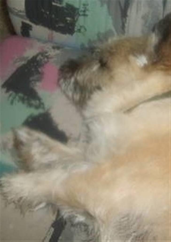 Cairn terrier Oliver *RIP* - Ja, slappes af skal der nu også engang imellem ;-) billede 3