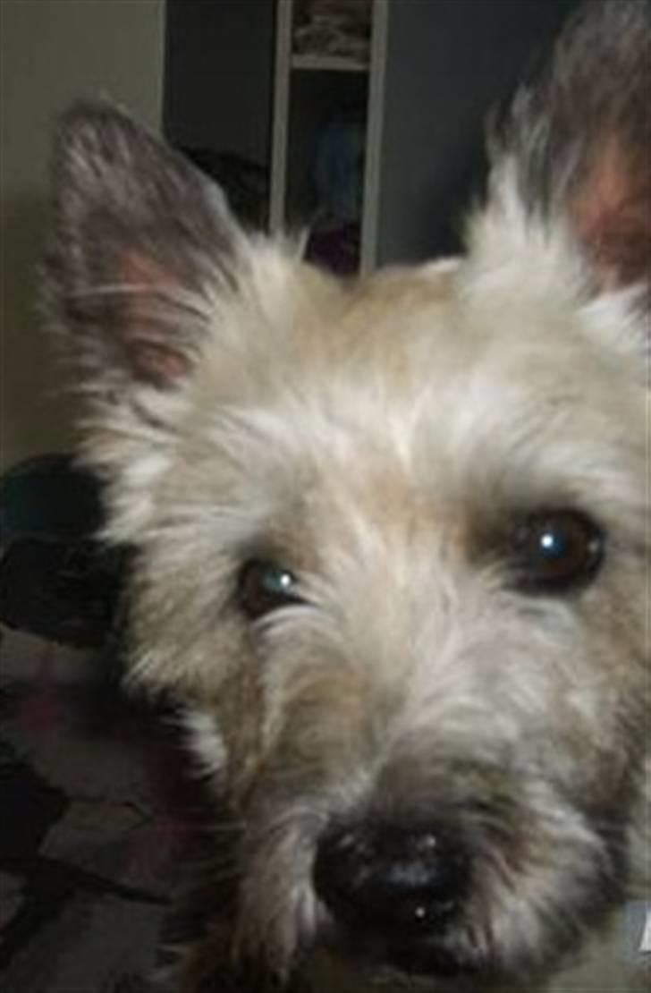 Cairn terrier Oliver *RIP* - THE WOLRDS GREATEST♥ billede 4