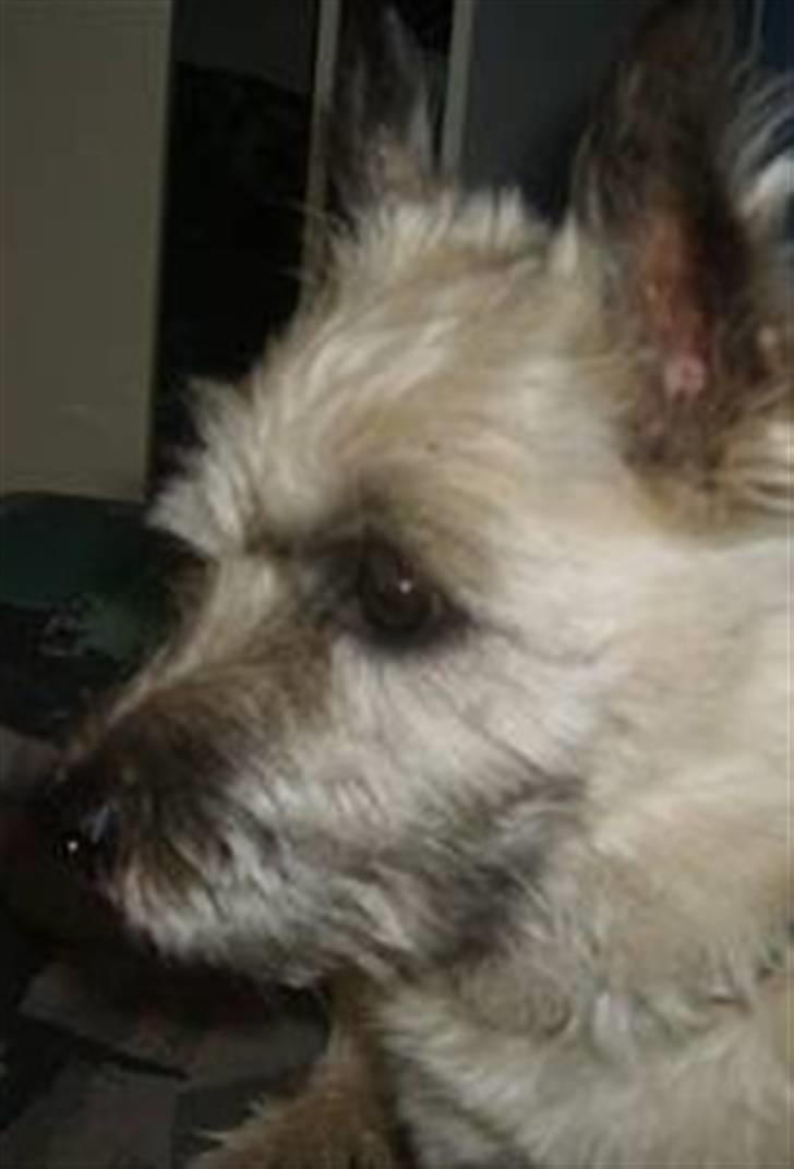 Cairn terrier Oliver *RIP* - THE WOLRDS GREATEST♥ billede 5