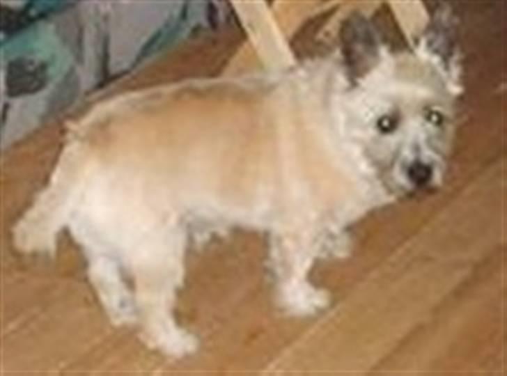 Cairn terrier Oliver *RIP* - Jeg elsker dig i: billede 6