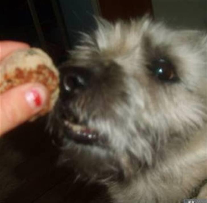 Cairn terrier Oliver *RIP* - mmmmmmh, mad? billede 7