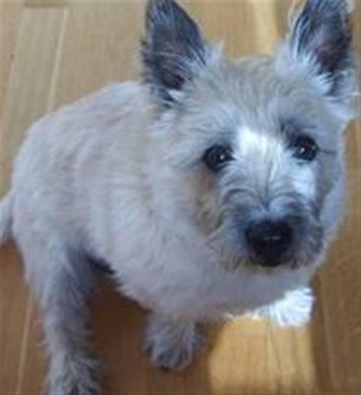 Cairn terrier Oliver *RIP* - "Hej" ? :-) billede 8