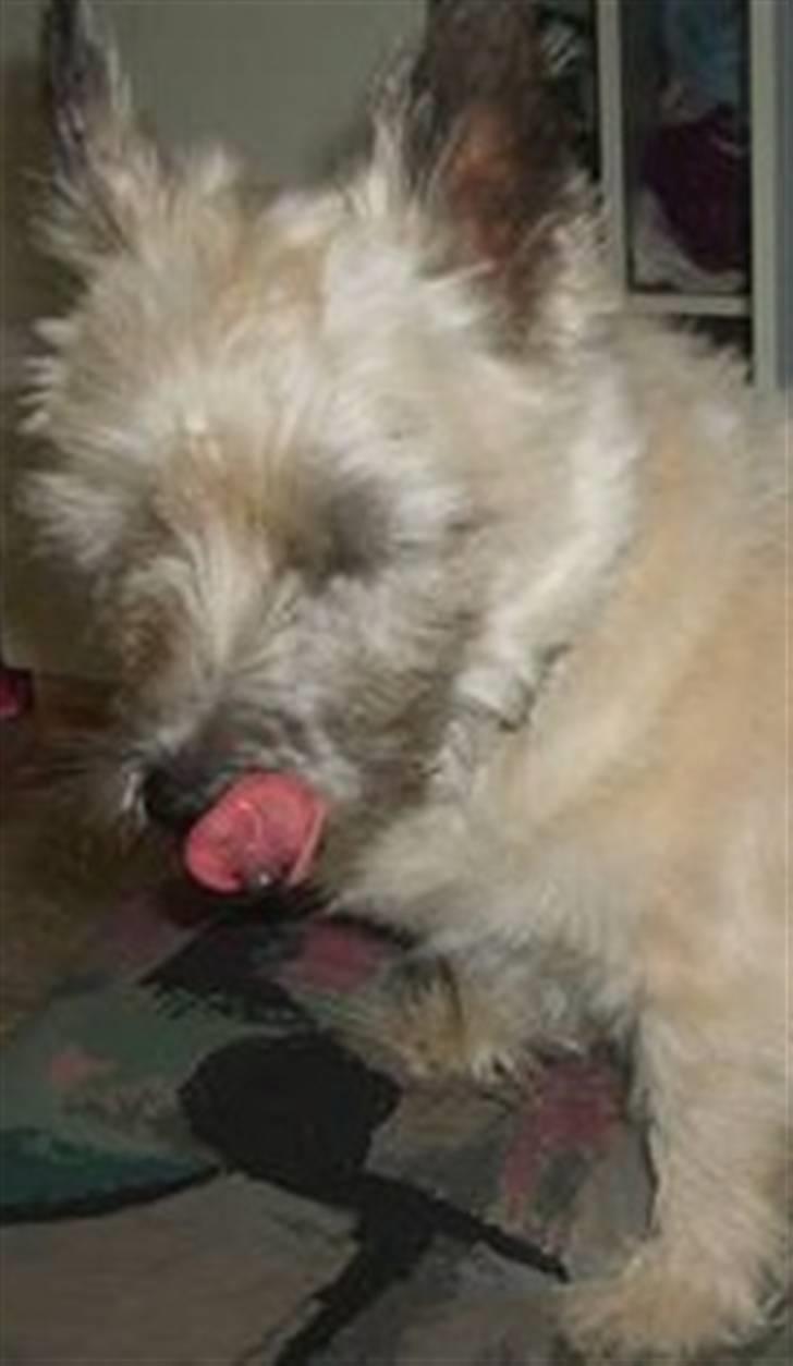 Cairn terrier Oliver *RIP* - Love you. billede 9