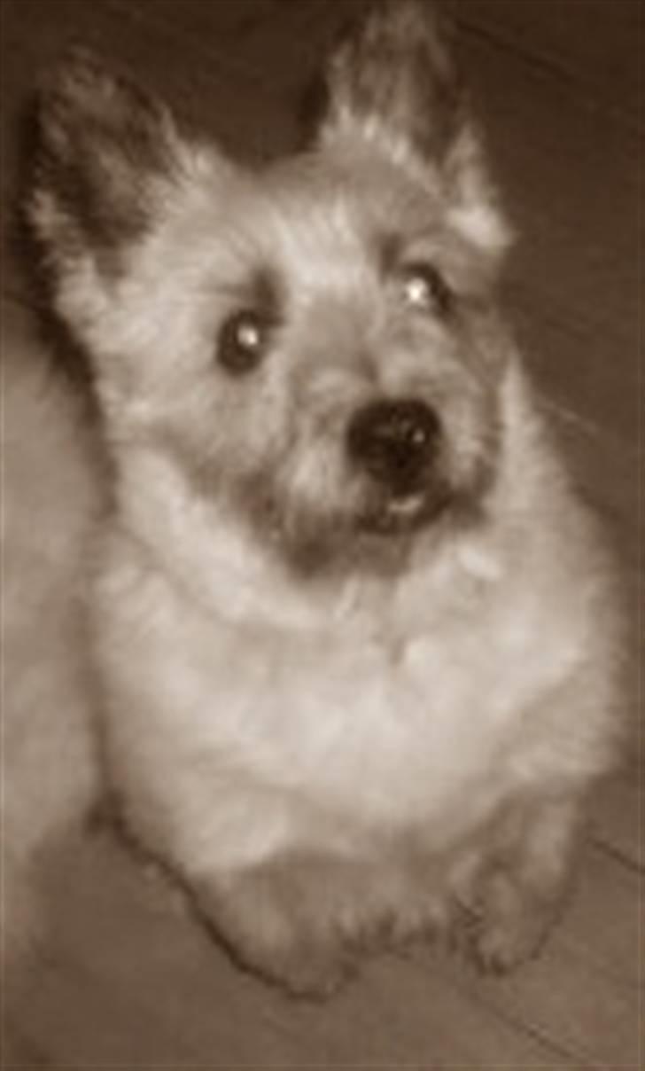 Cairn terrier Oliver *RIP* - Vi siger tak for besøget, smid en kommentar! billede 10