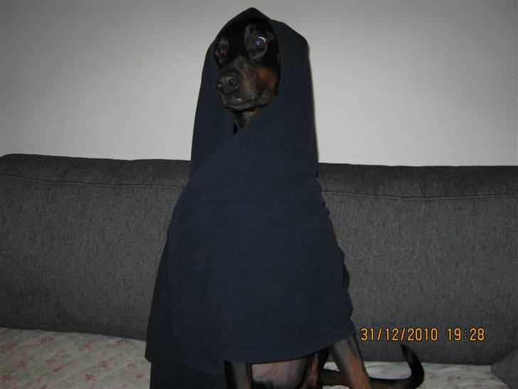 Dobermann Kaizo - Kaizo elsker sit slumre tæppe :o) billede 18