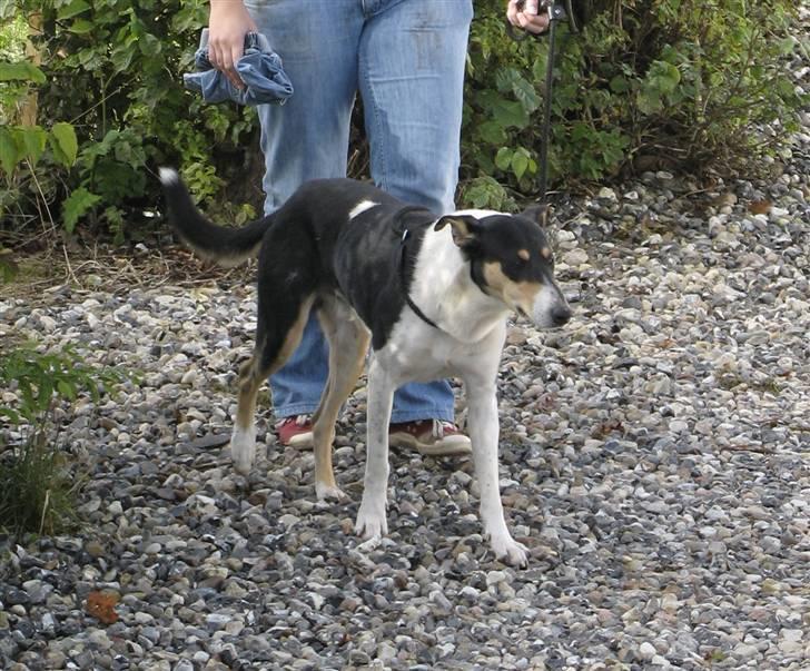 Collie korthåret Buddy - Buddy da vi hentede ham billede 12