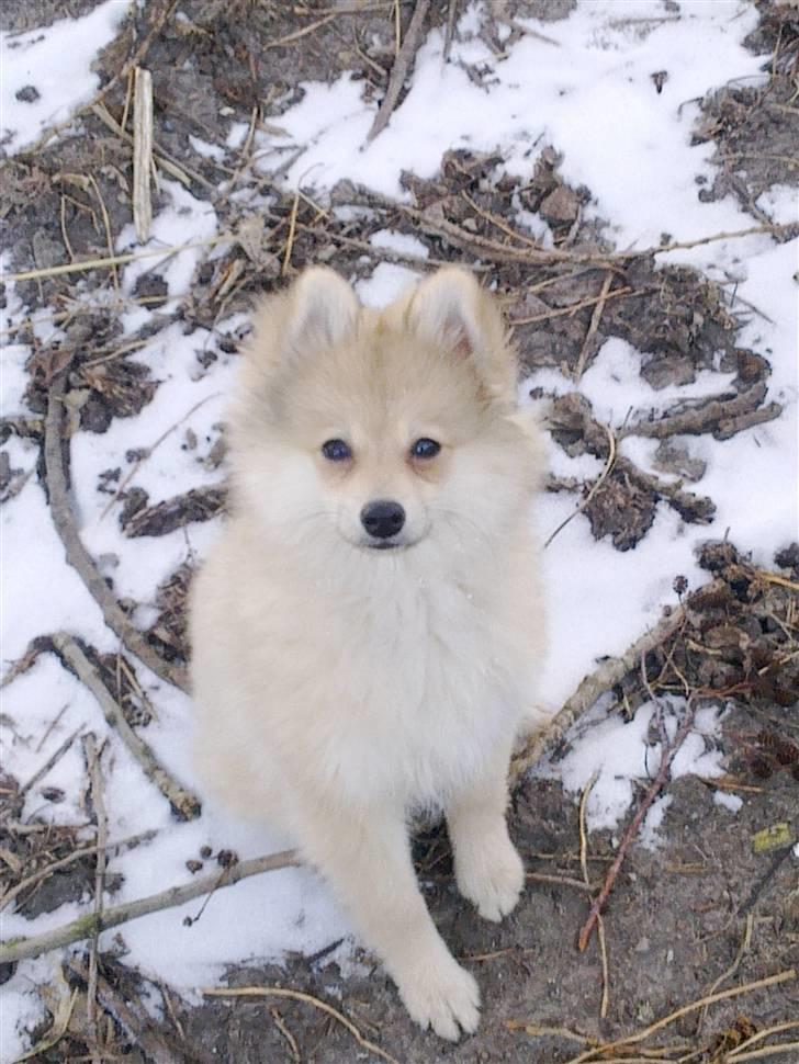 Pomeranian Malou  billede 1