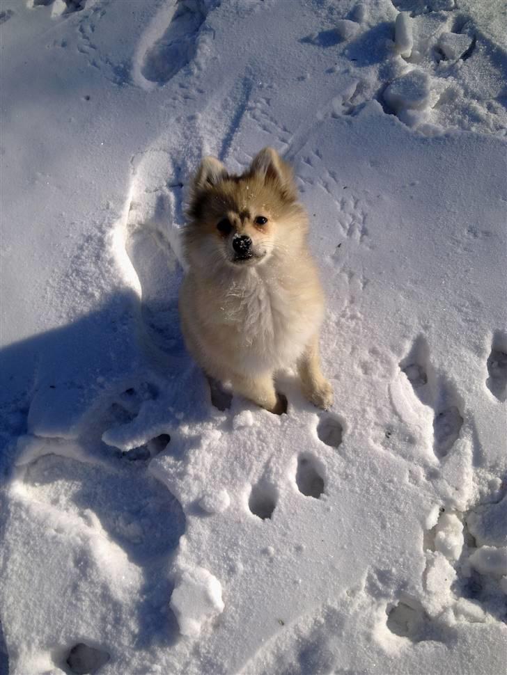 Pomeranian Malou  billede 2