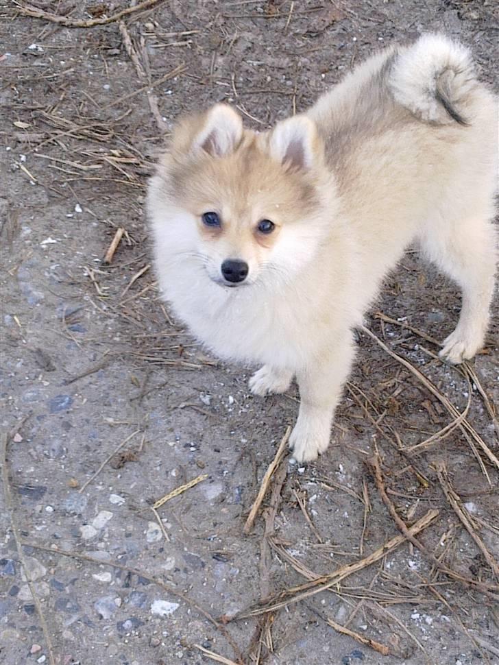 Pomeranian Malou  billede 3