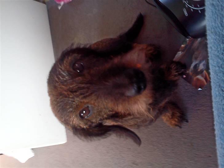 Gravhund nanna (død) billede 1