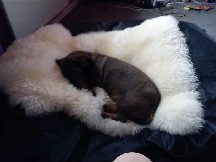 Gravhund nanna (død) billede 2