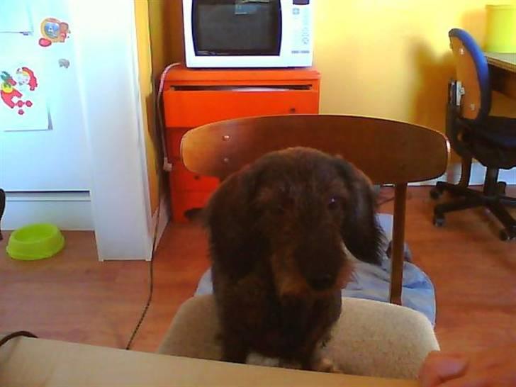 Gravhund nanna (død) billede 3