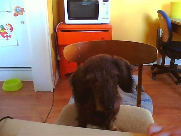 Gravhund nanna (død) billede 4