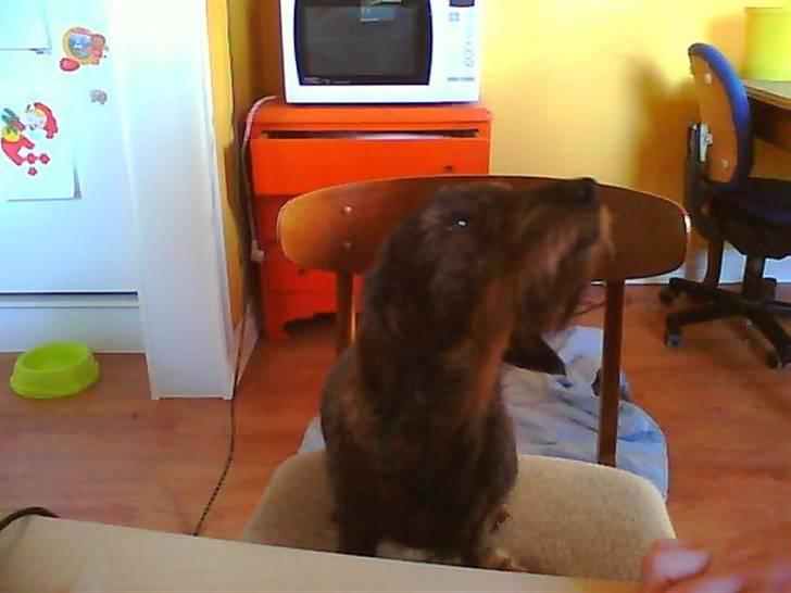 Gravhund nanna (død) billede 5