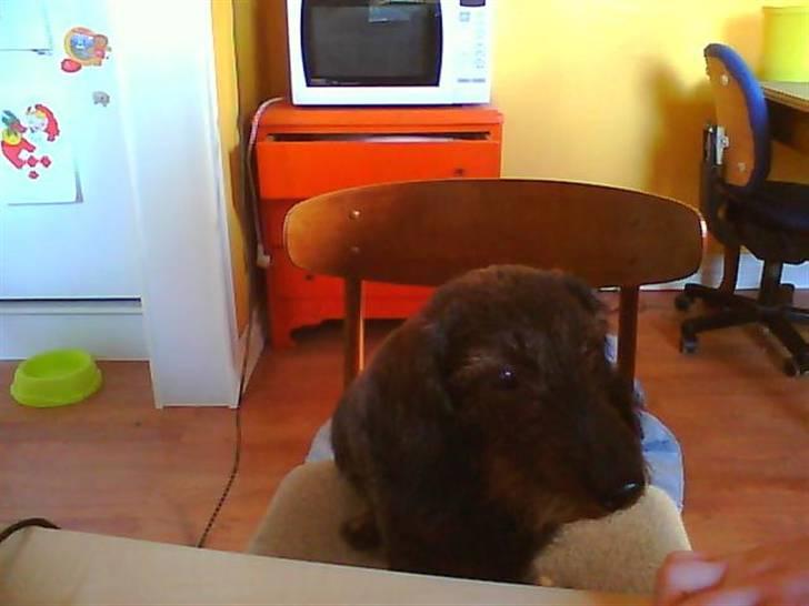 Gravhund nanna (død) billede 6