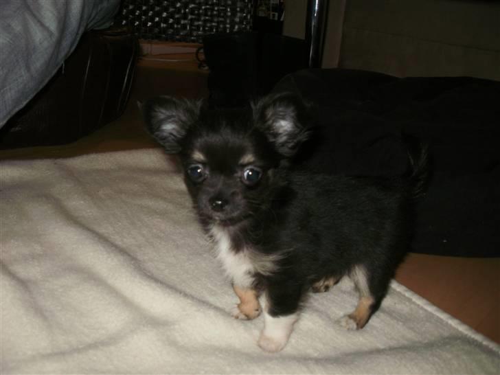 Chihuahua Hektor von Hjelmeborn - Her er jeg så Hektor - Gizmo´s lillebror billede 1