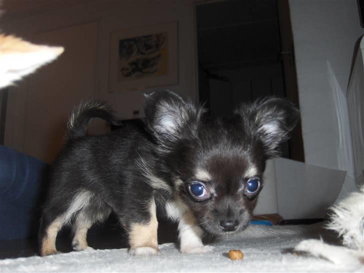 Chihuahua Hektor von Hjelmeborn - Må jeg godt spise den her billede 2