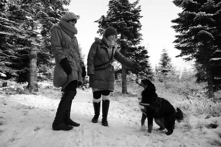 Berner sennenhund Wilma billede 5