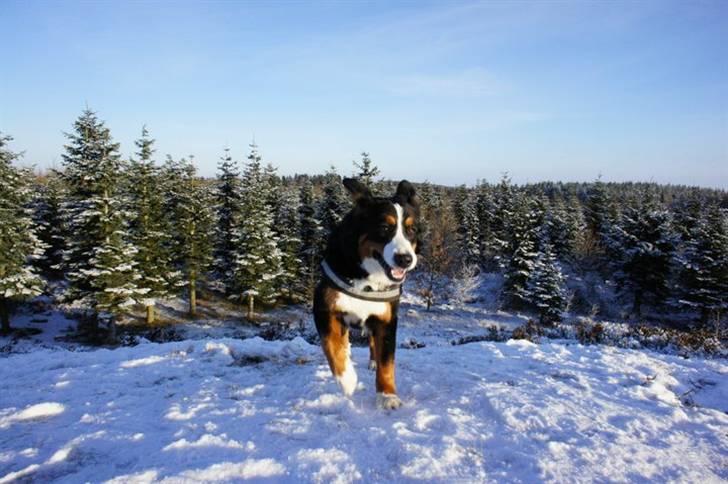 Berner sennenhund Wilma billede 6
