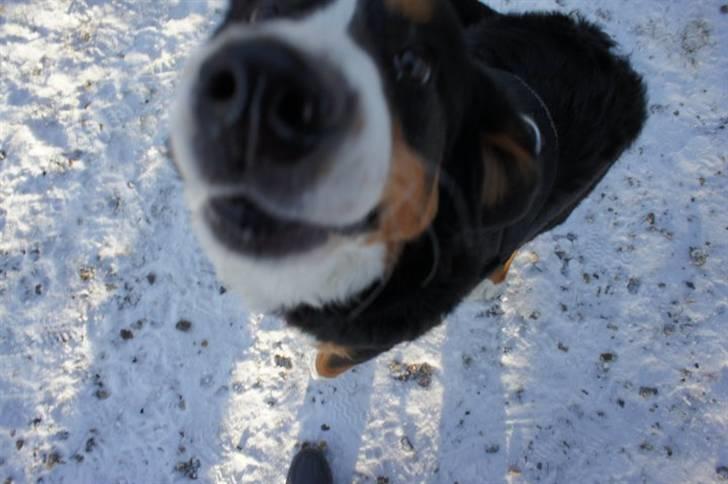 Berner sennenhund Wilma billede 7